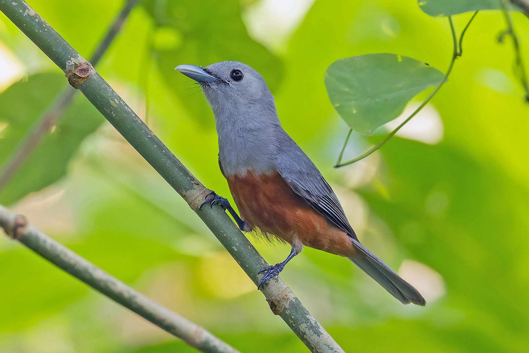 Island Monarch (image by Pete Morris)