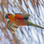 Jandaya Parakeet (image by Pete Morris)