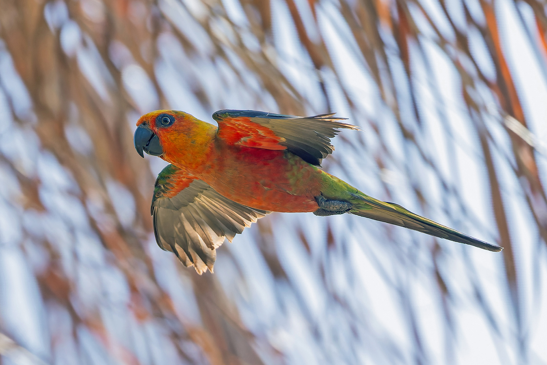 Jandaya Parakeet (image by Pete Morris)