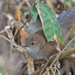 Javan Bush Warbler (Timor) (image by Pete Morris)