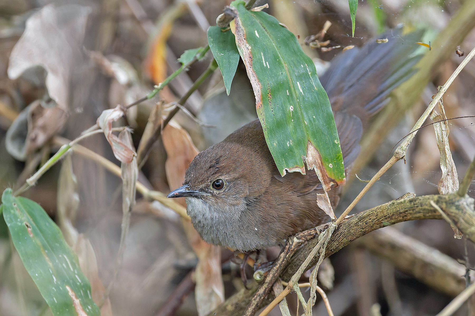 Javan Bush Warbler (Timor) (image by Pete Morris)