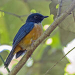 Kalao Blue Flycatcher (image by Pete Morris)