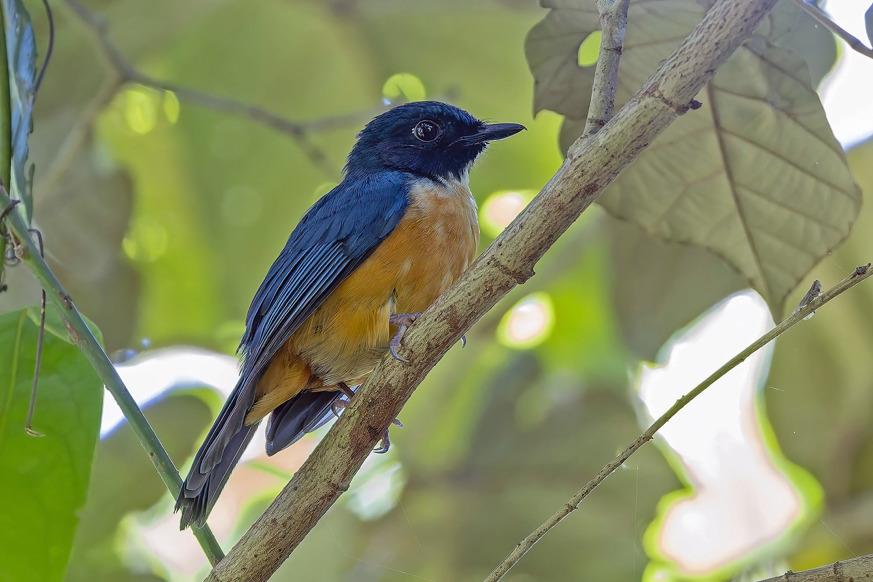Kalao Blue Flycatcher (image by Pete Morris)