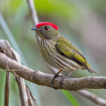 Kinglet Manakin (image by Pete Morris)