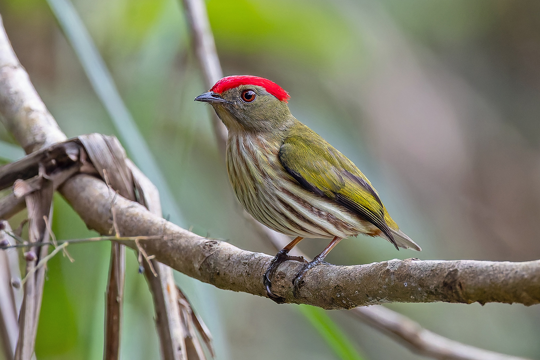 Kinglet Manakin (image by Pete Morris)