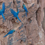 Lear's Macaws (image by Pete Morris)