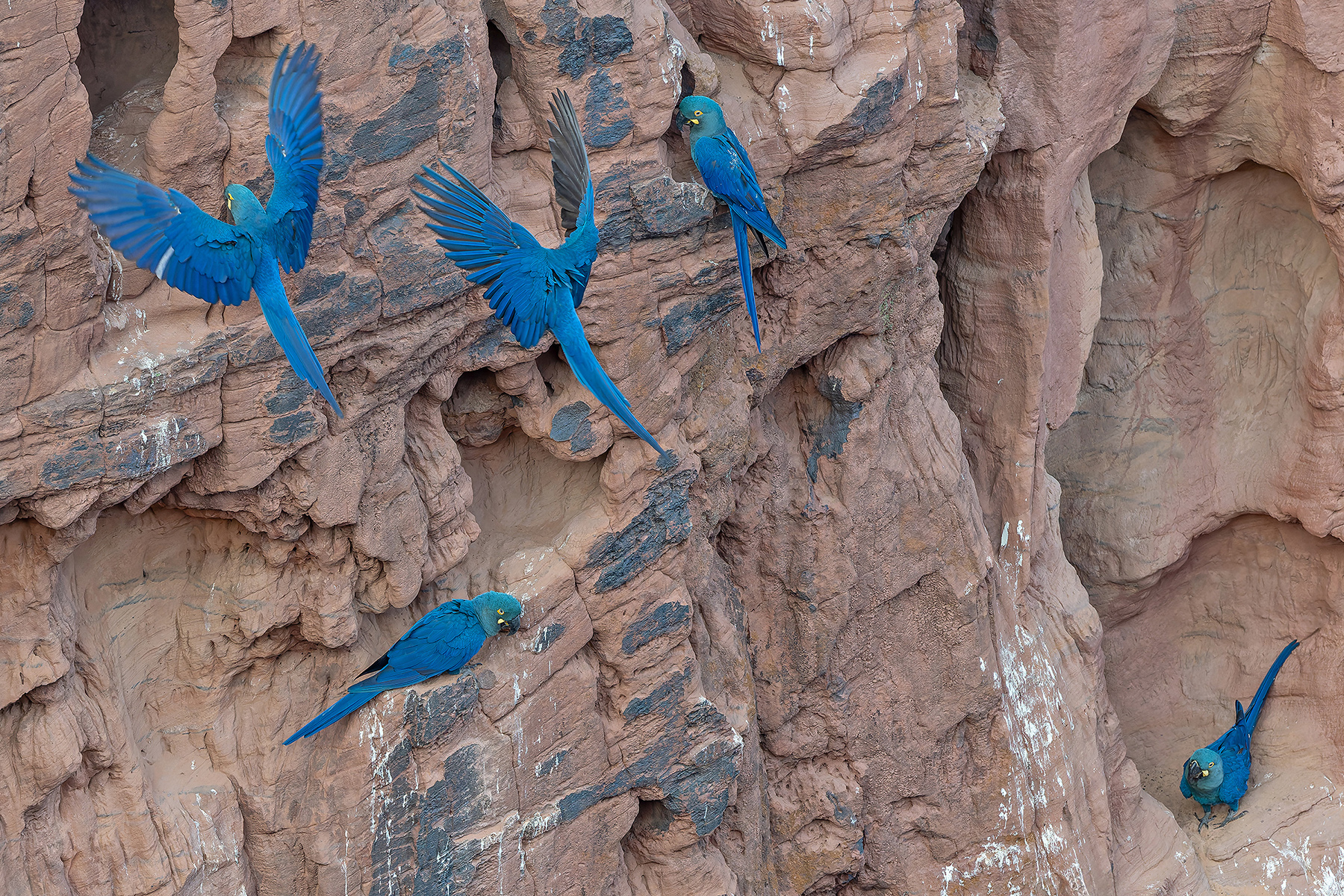 Lear's Macaws (image by Pete Morris)