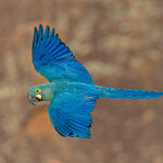 Lear's Macaw (image by Pete Morris)