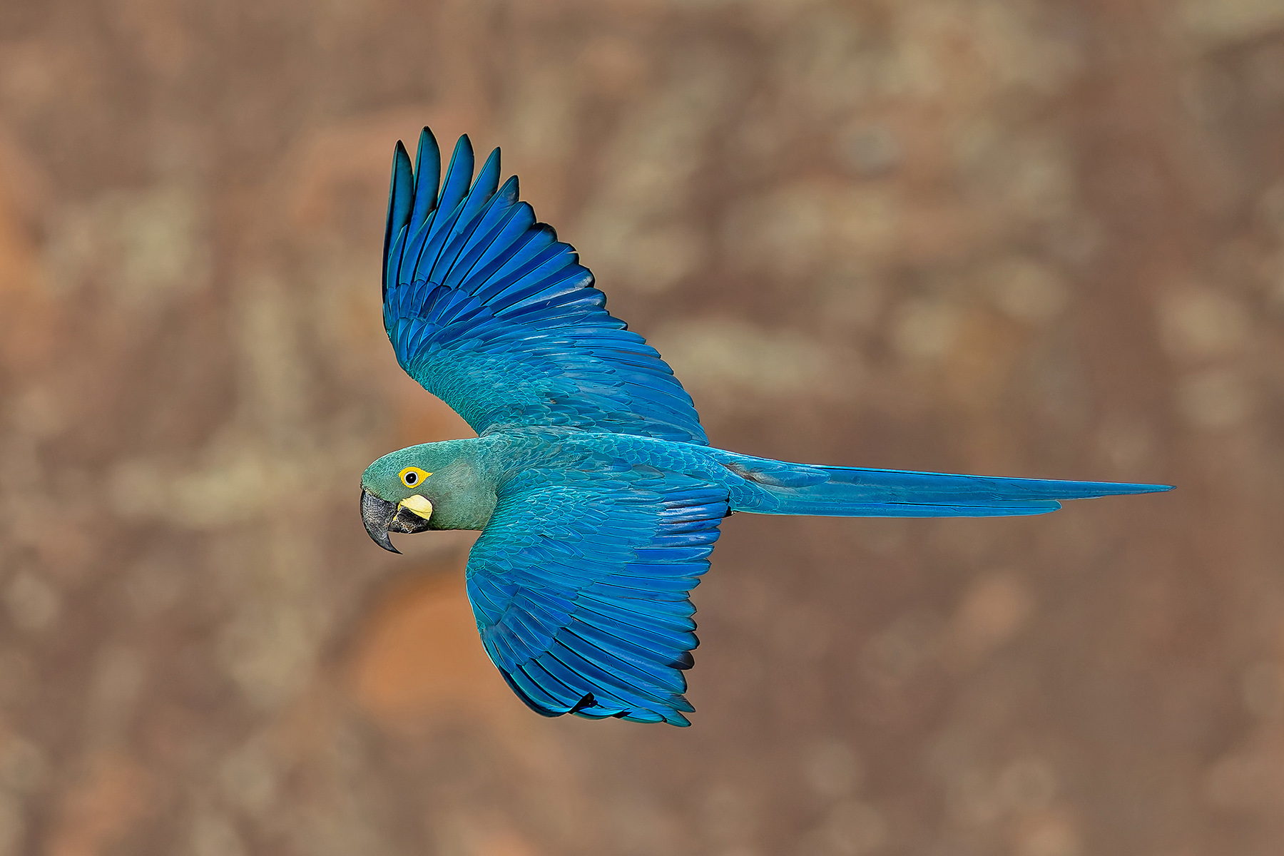 Lear's Macaw (image by Pete Morris)