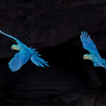 Lear's Macaws (image by Pete Morris)