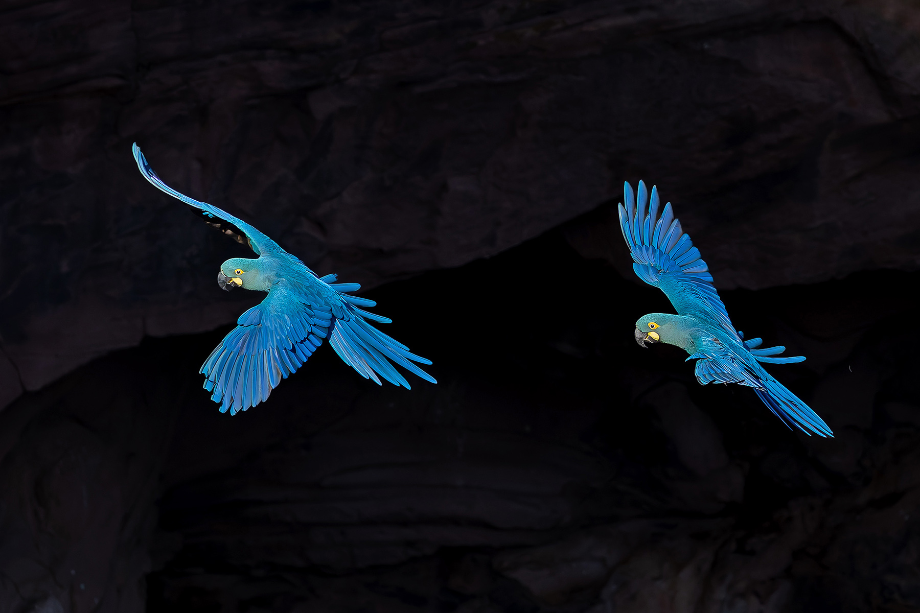 Lear's Macaws (image by Pete Morris)