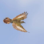 Little Bronze Cuckoo (Banda) (image by Pete Morris)