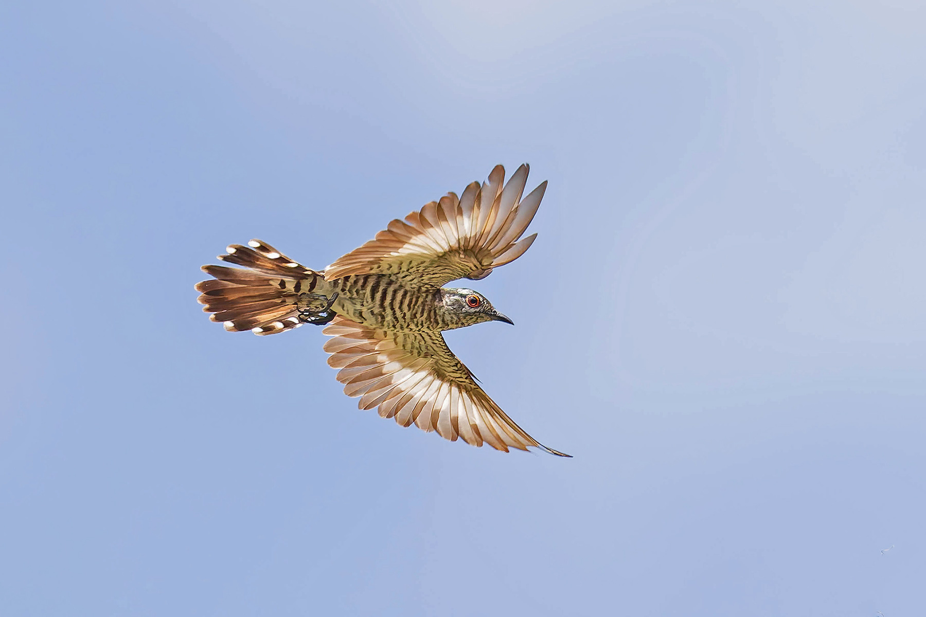 Little Bronze Cuckoo (Banda) (image by Pete Morris)