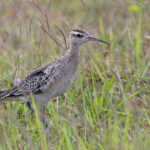 Little Curlew (image by Pete Morris)