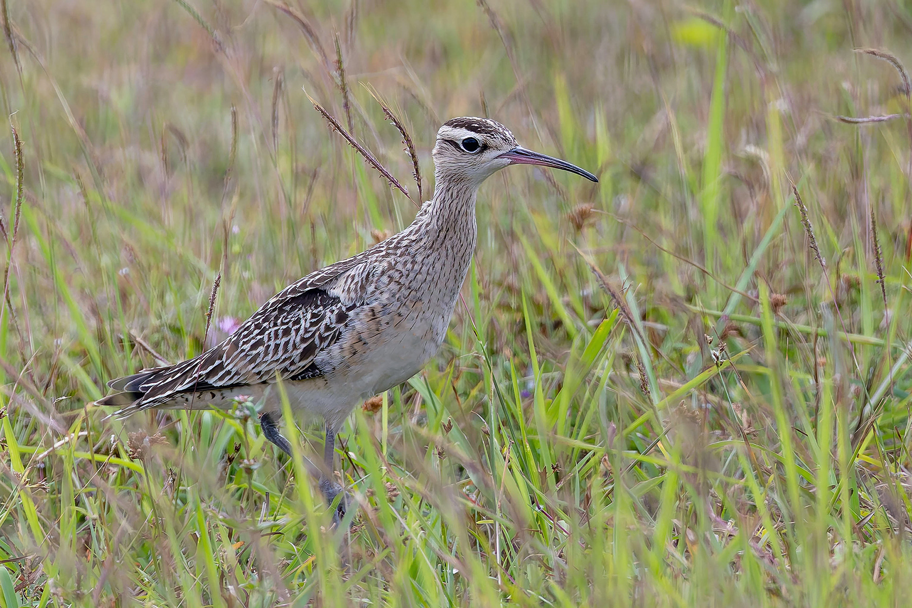 Little Curlew (image by Pete Morris)