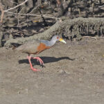 Little Wood Rail (image by Pete Morris)