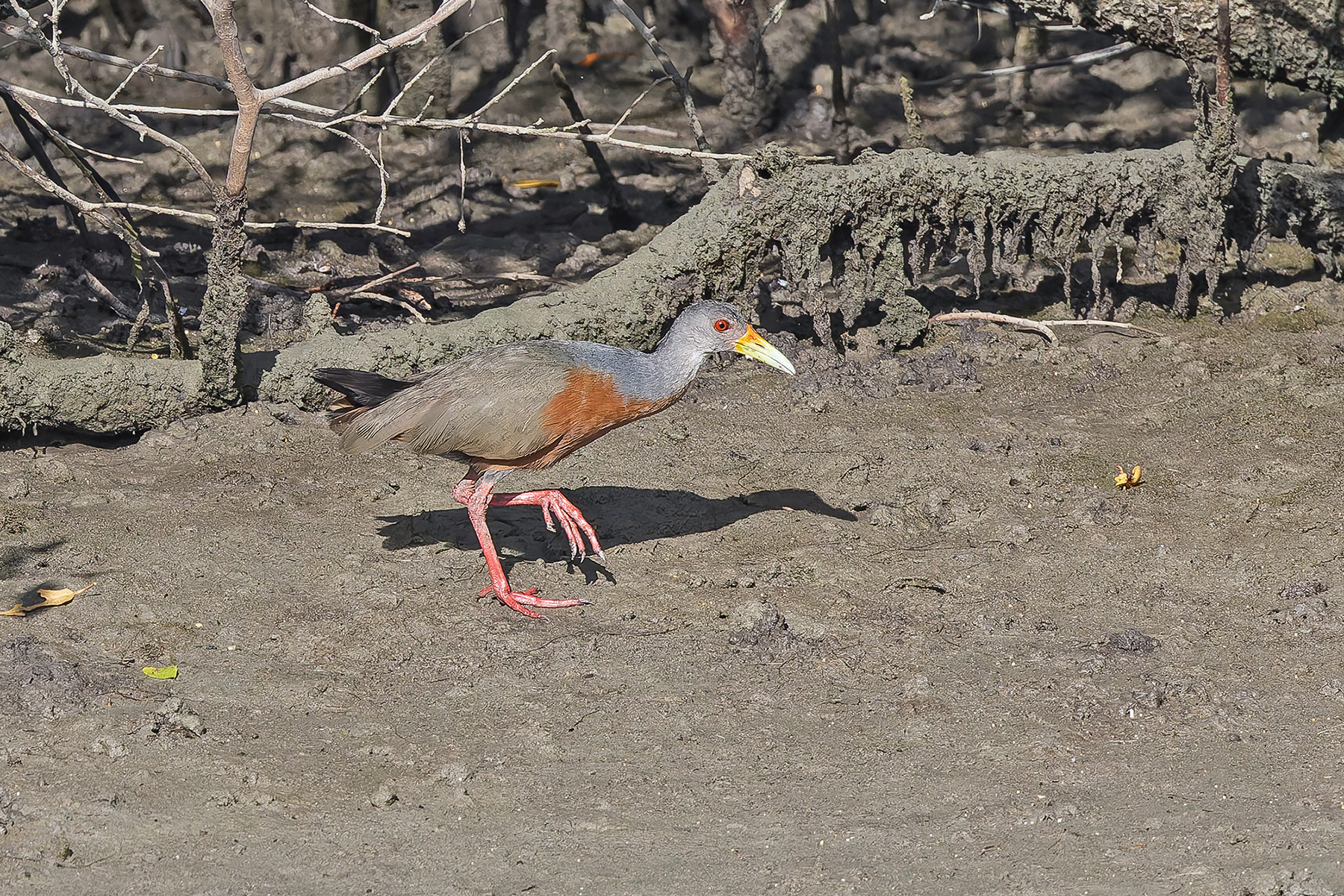 Little Wood Rail (image by Pete Morris)