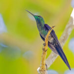 Long-tailed Woodnymph (image by Pete Morris)