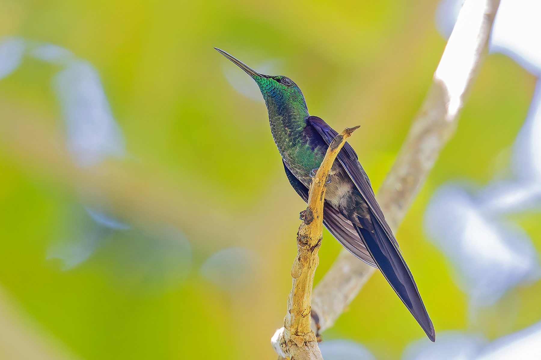 Long-tailed Woodnymph (image by Pete Morris)