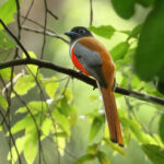 Malabar Trogon (image by Vincent van der Spek)