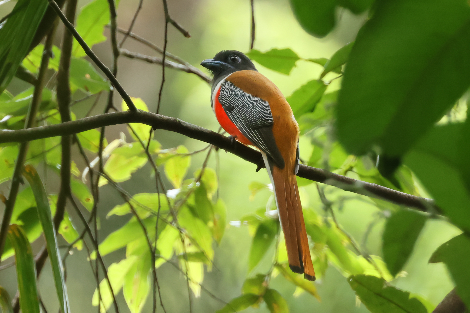 Malabar Trogon (image by Vincent van der Spek)