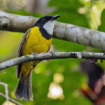 Mangrove Golden Whistler (Damar) (image by Pete Morris)