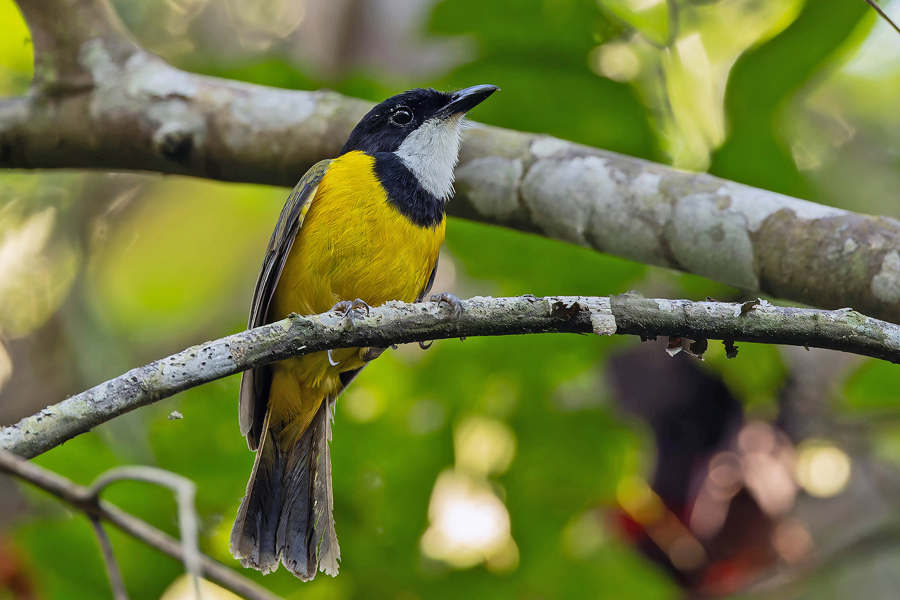 Mangrove Golden Whistler (Damar) (image by Pete Morris)