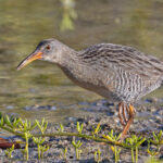 Mangrove Rail (image by Pete Morris)