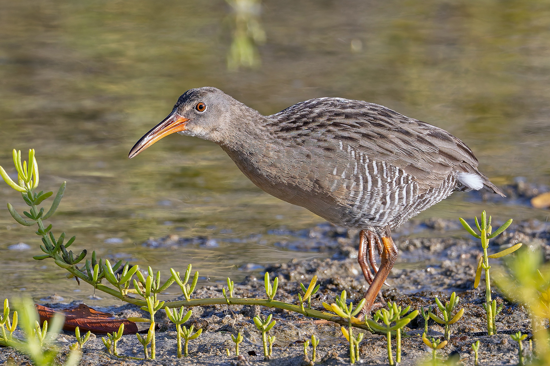 Mangrove Rail (image by Pete Morris)