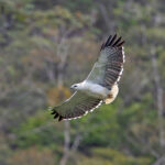 Mantled Hawk (image by Pete Morris)