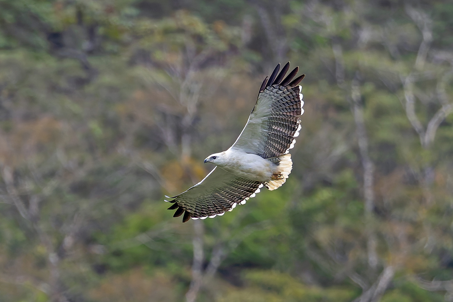 Mantled Hawk (image by Pete Morris)