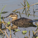 Masked Duck (image by Pete Morris)