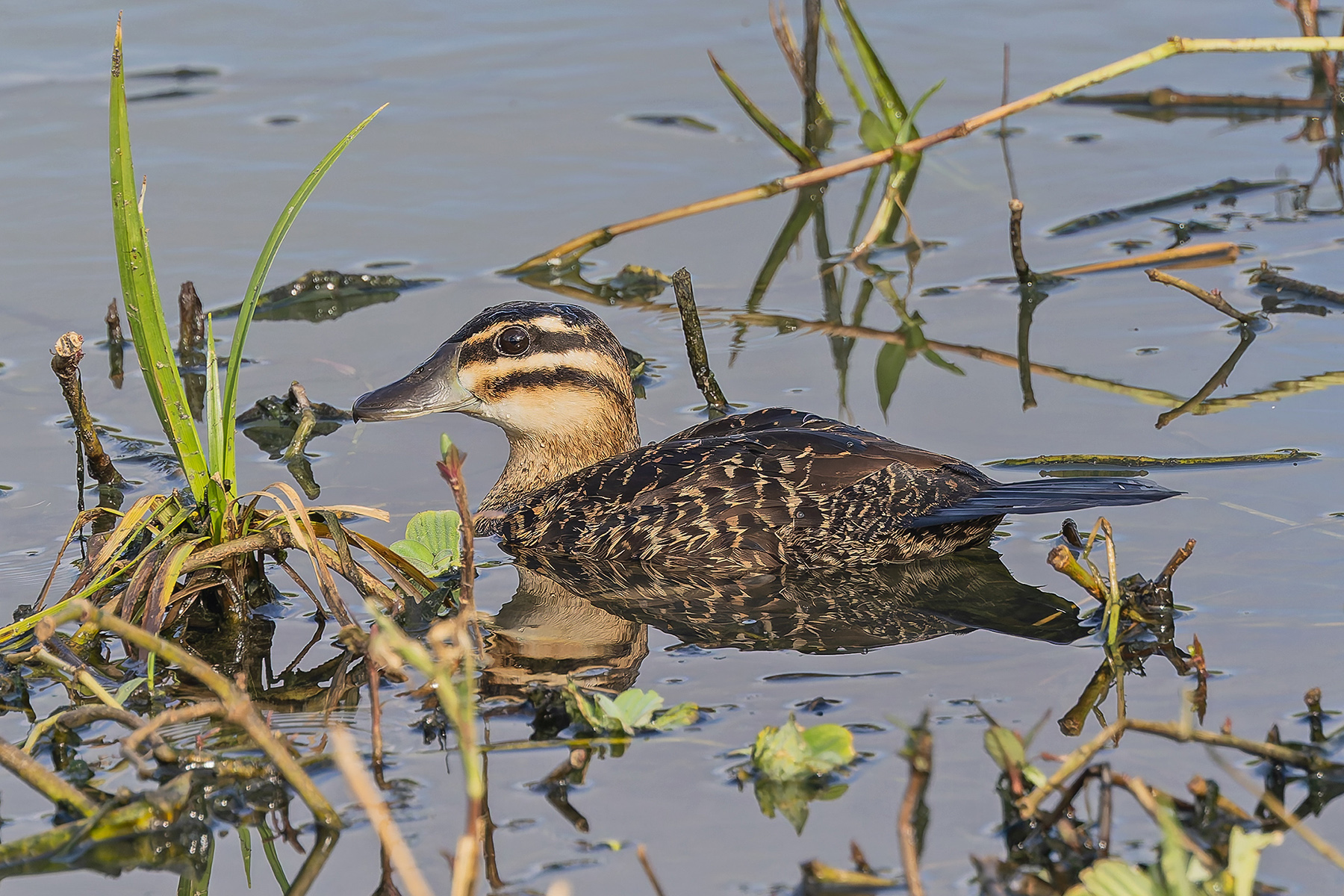 Masked Duck (image by Pete Morris)