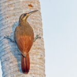 Moustached Woodcreeper (image by Pete Morris)