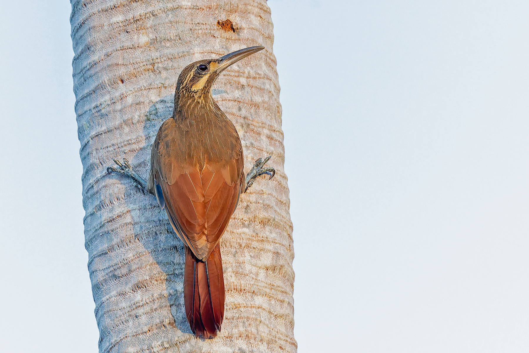 Moustached Woodcreeper (image by Pete Morris)