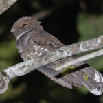 Ocellated Poorwill (image by Pete Morris)