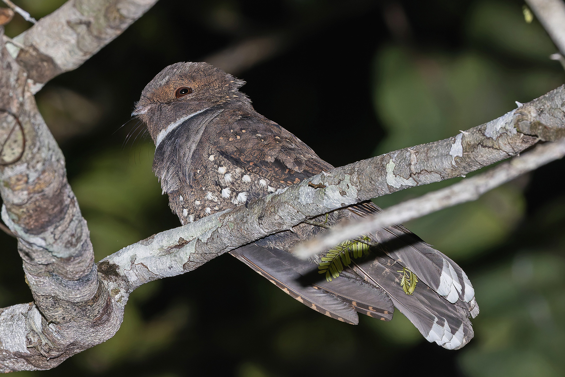 Ocellated Poorwill (image by Pete Morris)