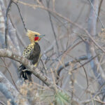 Ochre-backed Woodpecker (image by Pete Morris)