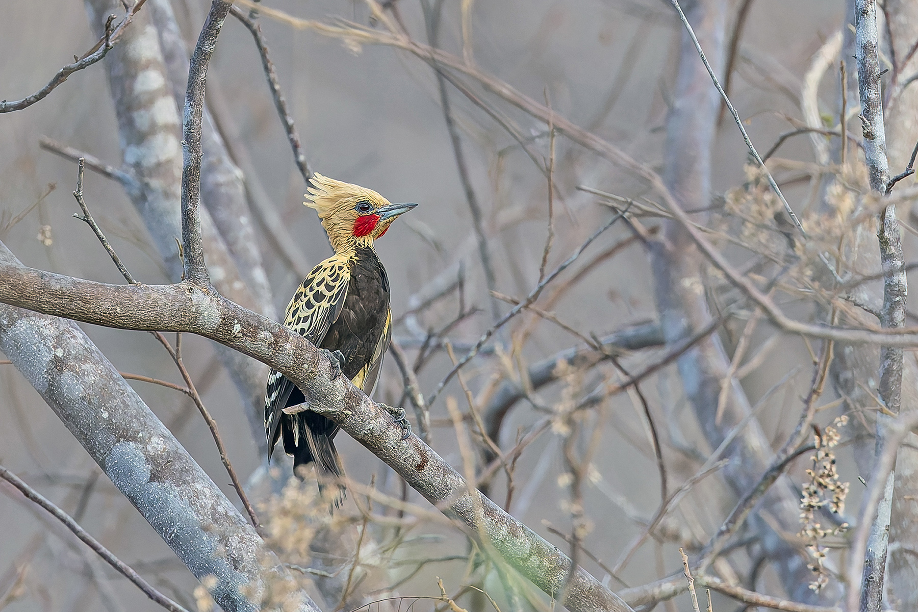Ochre-backed Woodpecker (image by Pete Morris)