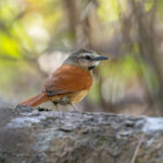 Ochre-cheeked Spinetail (image by Pete Morris)