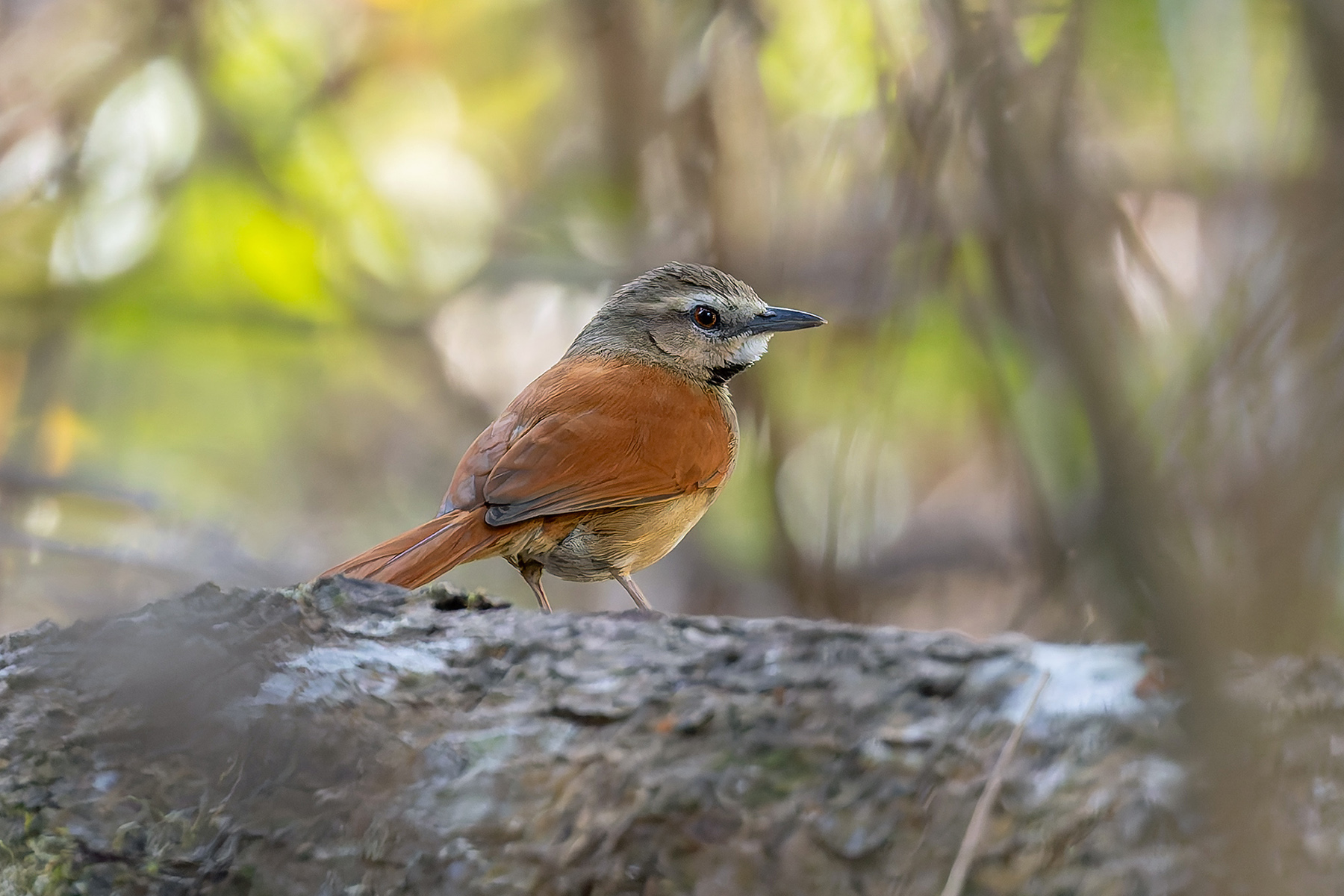 Ochre-cheeked Spinetail (image by Pete Morris)