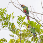 Ochre-marked Parakeets (image by Pete Morris)