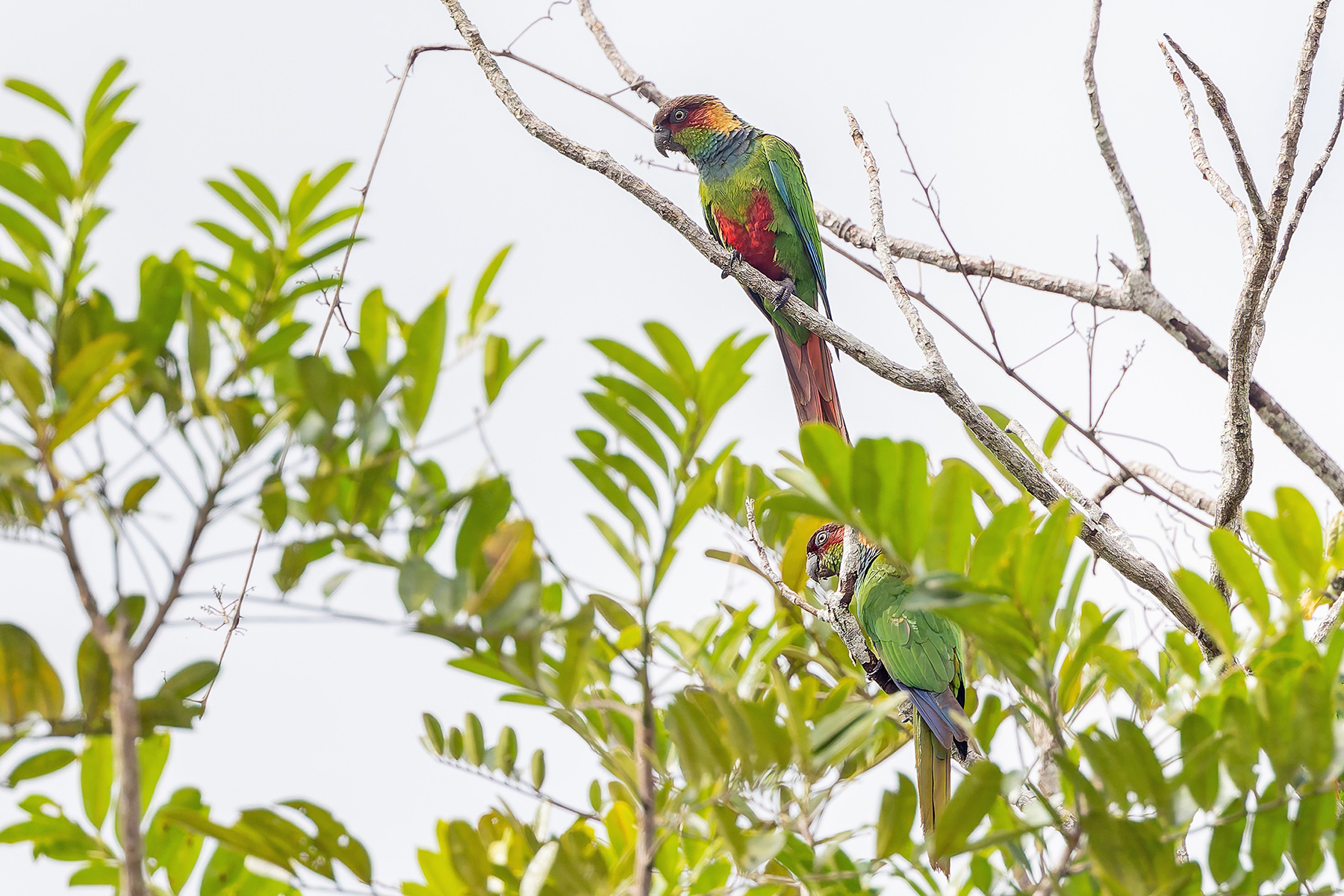Ochre-marked Parakeets (image by Pete Morris)