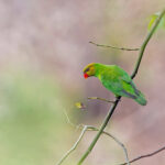 Olive-headed Lorikeet (image by Pete Morris)