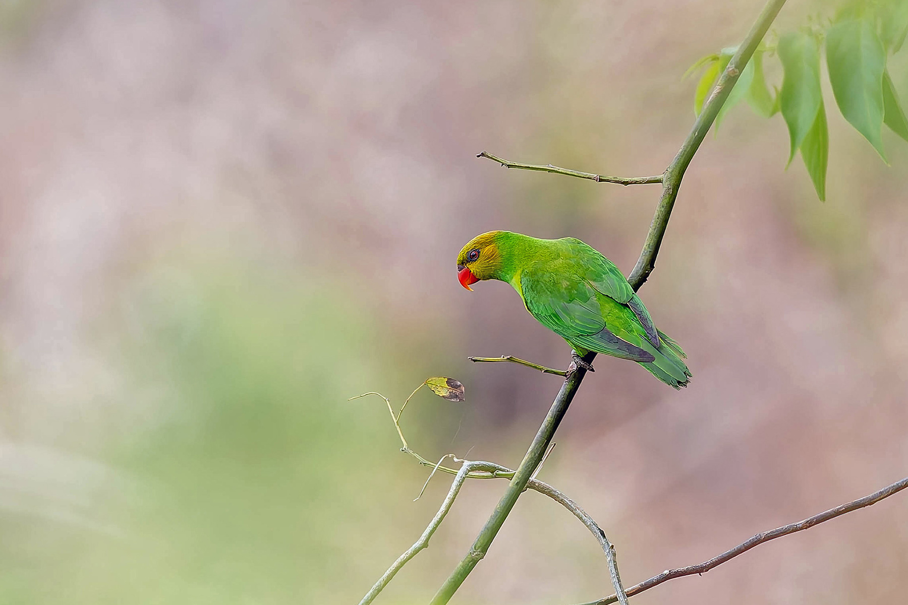 Olive-headed Lorikeet (image by Pete Morris)