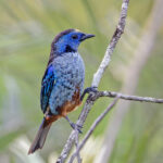 Opal-rumped Tanager (Silver-breasted T) (image by Pete Morris)