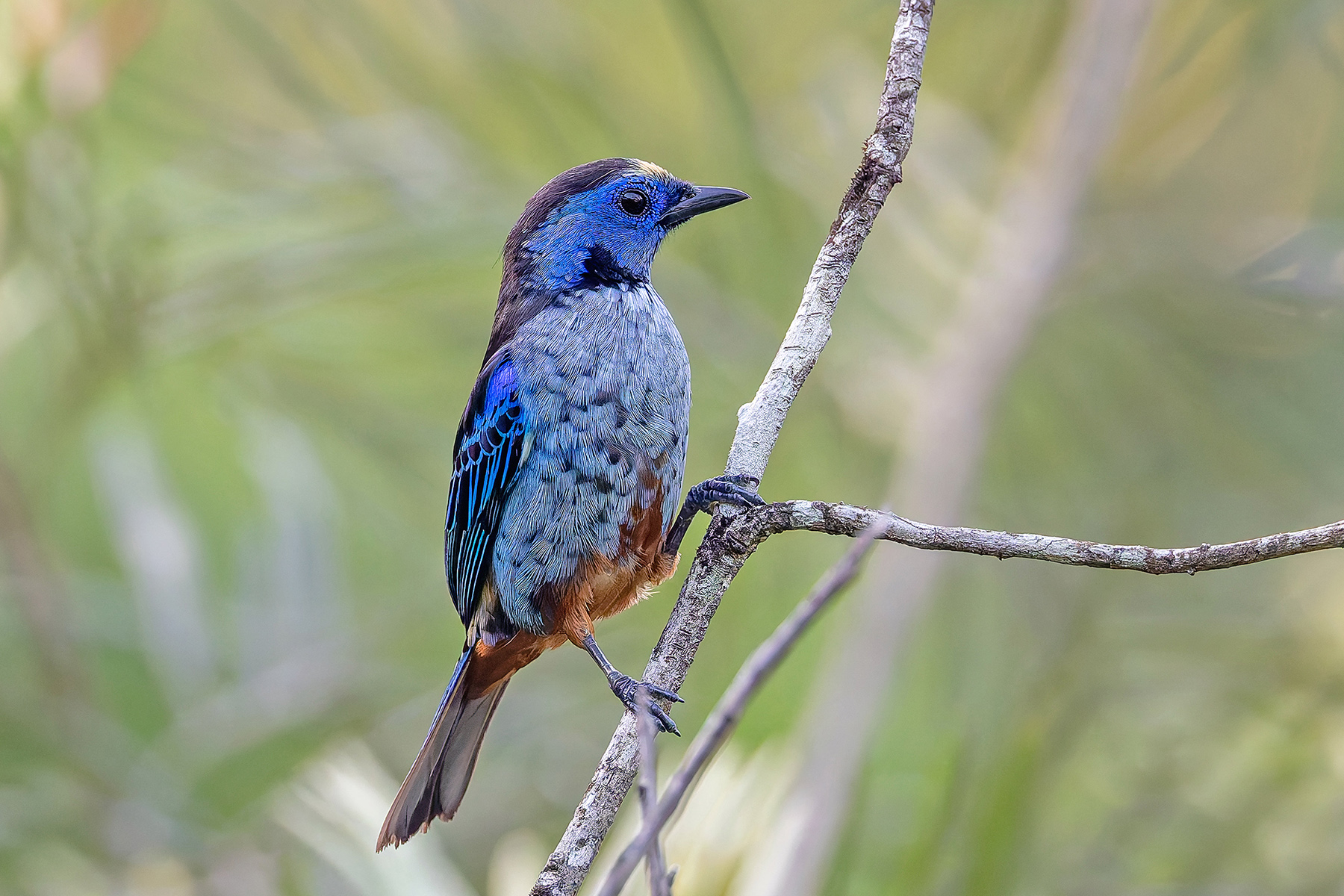 Opal-rumped Tanager (Silver-breasted T) (image by Pete Morris)