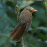 Orange-billed Babbler (image by Vincent van der Spek)