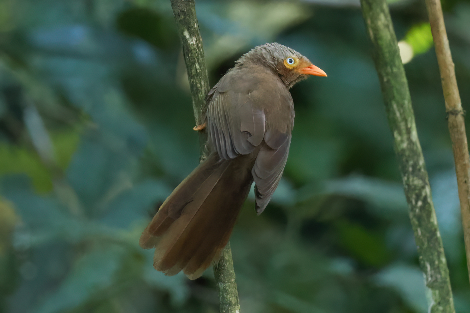 Orange-billed Babbler (image by Vincent van der Spek)