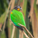 Orange-cheeked Parrot (image by Keith Betton)